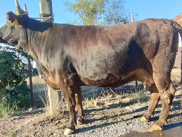 Kuh, Alatau-Rasse