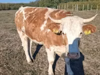 بقرة, French Simmental cattle — الصورة 2