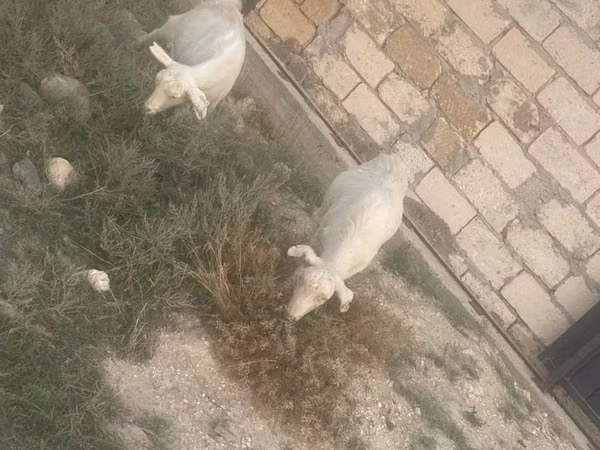 母山羊, Goats — 哈萨克斯坦