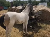 घोड़ी, घोड़े — फ़ोटो 4