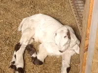 Taka, Nubian Goat — 4-rasm