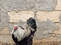 Brahma — foto 2
