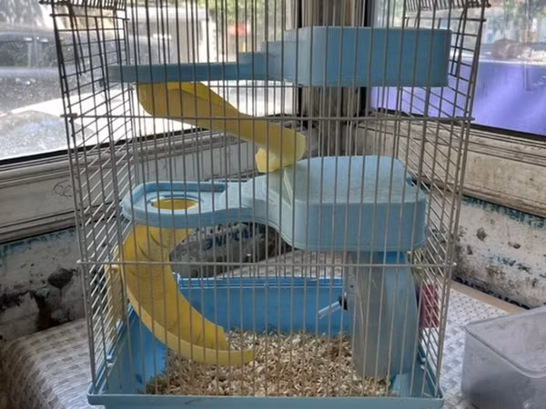 Hamster və balaca gəmiricilər üçün qəfəs - Rəng: açıq mavi plastik