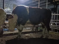 Bulle, Simmental cattle — Foto 2