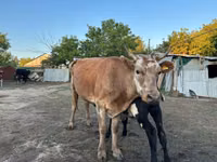 गाय, Latvian Blue cattle — फ़ोटो 3
