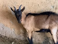 Ziegenbock, Alpine goat — Foto 3