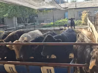 Bulle, Aberdeen-Angus — Foto 3