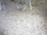 Rinder (Partie, Geschlecht nicht angegeben), Simmental cattle — Foto 4