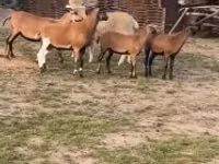 Schaf, Cameroon sheep — Foto 2