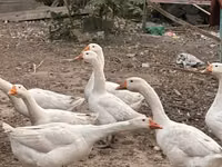 Geese — Foto 2
