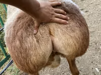 Carnero, Arashan sheep — foto 6