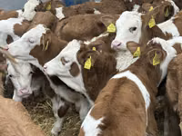 Bovinos (lote, sexo no especificado), Russian Black pied cattle — foto 7