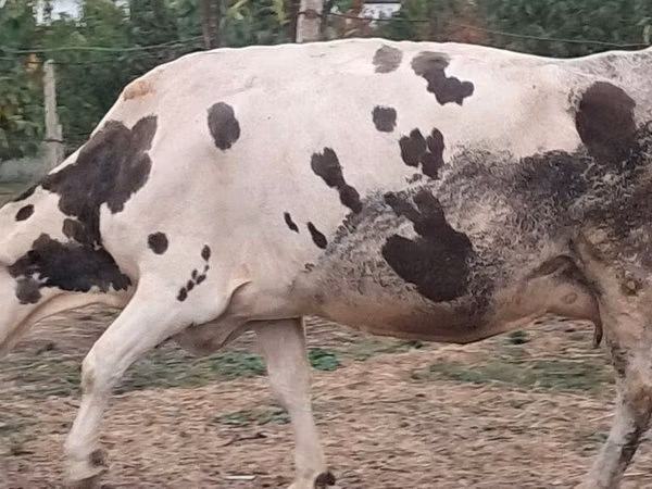 بقرة, Russian Black pied cattle