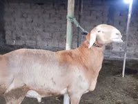 Ram, Arashan sheep — photo 4