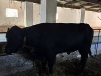 公牛, Aberdeen-Angus — 照片 4