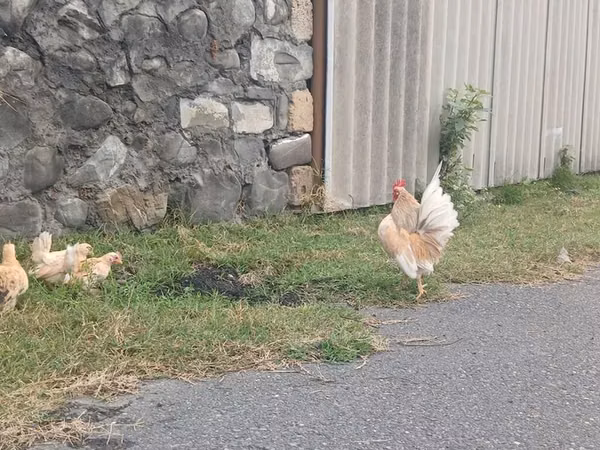 沙拉玛
