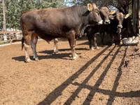 Bovinos (lote, sexo no especificado), Swiss cattle — foto 6