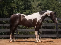 Aygʻir, Friesian — 2-rasm