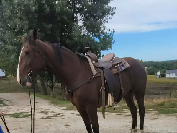 Айғыр, Quarter Horse