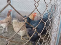 Brahma — Foto 5