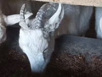 Cabra, Cabras — foto 6