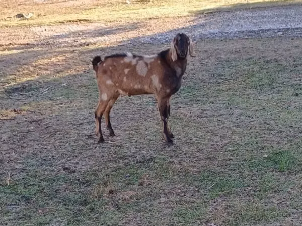 बकरा, Nubian Goat