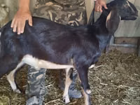 बकरी, Nubian Goat — फ़ोटो 8
