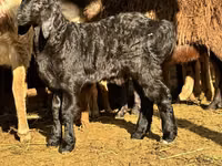كبش, Arashan sheep — الصورة 1