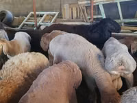 Қошқар, Rhon sheep — 1-сурет