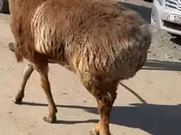 نعجة, الأغنام — الصورة 3