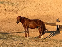 Stute, Mugalzhar horse — Foto 5