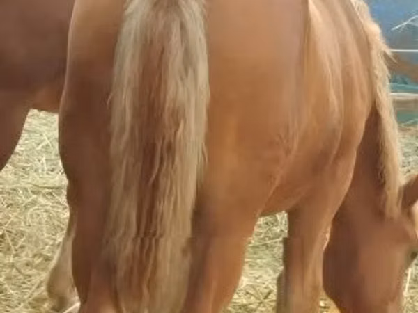 فرس, الخيول