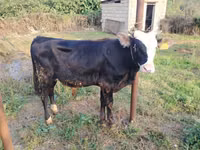 Toro, Raza rojo-moteada — foto 1