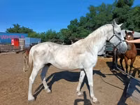 Horse (M), Horses — photo 5