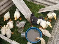 Hausente — Foto 4