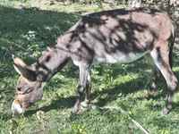 Caballos (lote, sexo no especificado), Caballos — foto 2