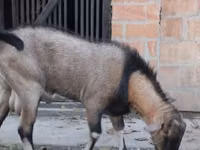 Эчки теке, Нубий эчкиси же англо-нубийская — сүрөт 2