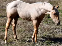 Horse (M), Quarter Horse — photo 5