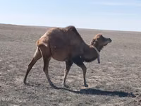 Kamel, Kazakh Bactrian camel — Foto 1