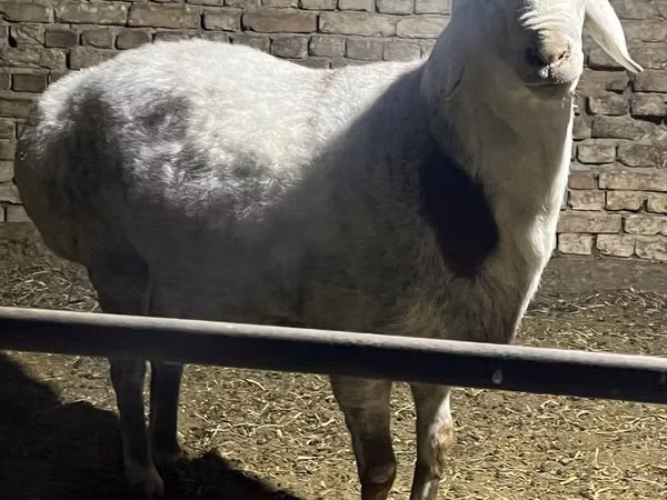 Widder, Afghan Arabi sheep