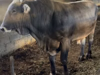 Bulle, Swiss cattle — Foto 1