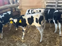 Bulle, Russian Black pied cattle — Foto 3
