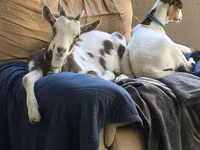 बकरा, Saanen goat — फ़ोटो 7