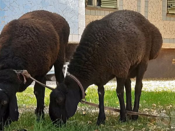 Ram, Sheep