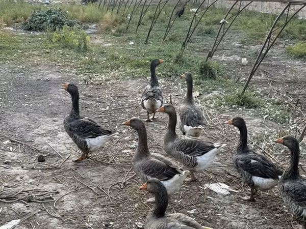 Geese — Kirgisistan