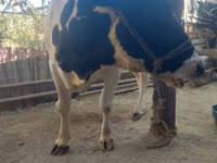 Kuh, Holstein-Rasse — Foto 4