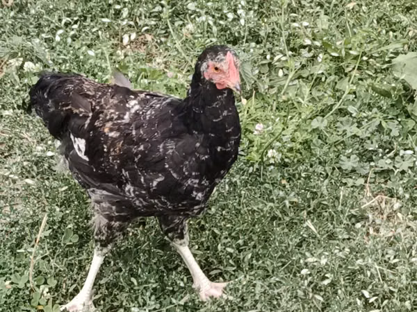 Chickens — Kirgisistan