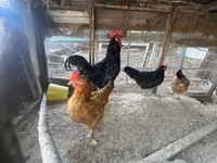 Chickens — Foto 3