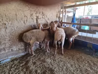 भेड़, भेड़ — फ़ोटो 3