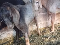 Echki, Echkilar — 4-rasm